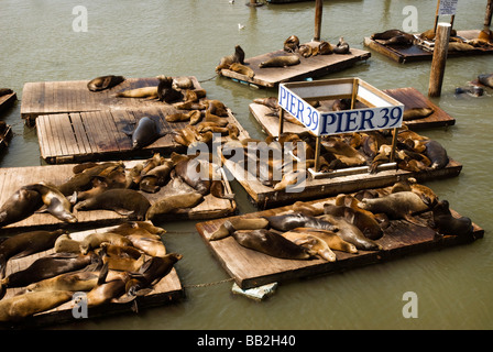 Pier 39 leoni di mare Foto Stock