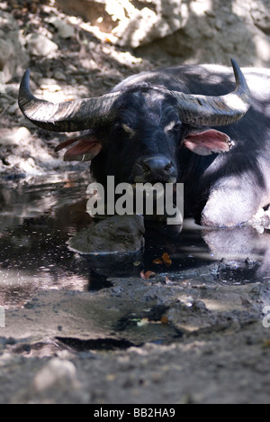 Anche il potente bufalo indiano di acqua di Rinca Isola avrà frequentemente finiscono come preda per la vorace draghi di Komodo Foto Stock