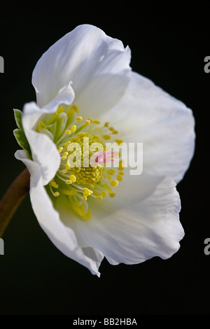 Helleborus niger, fiore dettaglio. Foto Stock