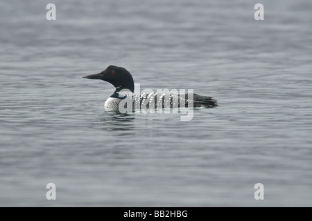 Great Northern diver Foto Stock