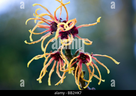 Hamamelis x intermedia "Jelena' Amamelide, fiori invernali Foto Stock