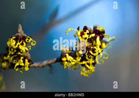 Hamamelis japonica 'Arborea' Giapponese Amamelide. Fiori invernali. Foto Stock