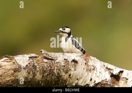 Picchio rosso Foto Stock