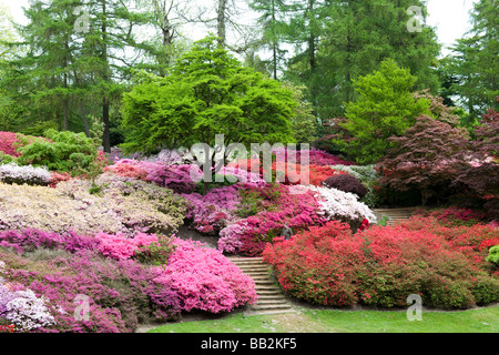 Azalias e altri fiori presso il Punch Bowl, Valley Gardens Foto Stock