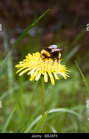 A Bumble Bee seduti su un dente di leone Foto Stock