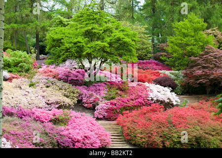 Un Azalias altri fiori presso il Punch Bowl, Valley Gardens Foto Stock