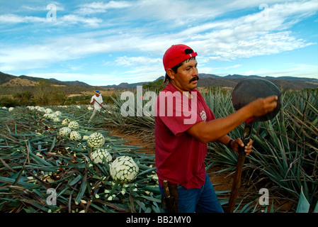 Jimador acuisce il suo COA, la Sharp, round-terminato lo strumento utilizzato per tagliare le foglie di agave blu. Foto Stock