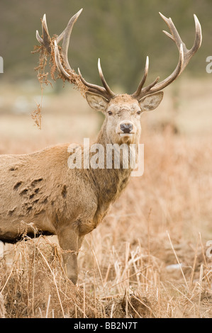 Red Deer stag in piedi da solo in profonda bracken Foto Stock