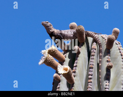 "Una coda Spiney iguana mangia i fiori off di un cordone cactus.' Foto Stock