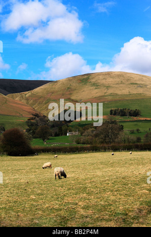 Pecore al pascolo sotto il Howgill Fells vicino a York in Cumbria Foto Stock