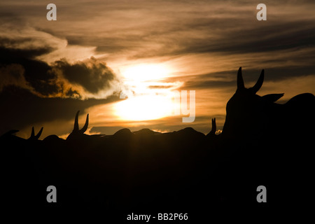 Allevamento di Bestiame BR 163 strada Cuiabá Santarém road a sud Para membro Amazon Brasile Foto Stock