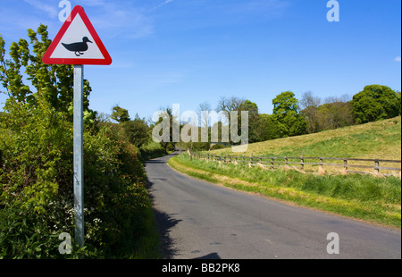 Funny segnaletica di avvertimento di anatre sul paese di lingua inglese lane Foto Stock