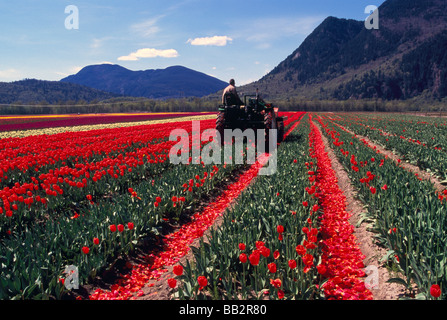 Coltivatore di tulipani di taglio nel campo per la crescita della lampadina a bulbo Tulip Farm in Fraser Valley della Columbia Britannica sudoccidentale Canada Foto Stock