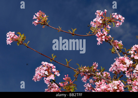 Brillante con fiori di colore rosa di Bodnant viburnum contro un cielo blu in primavera a Toronto Foto Stock