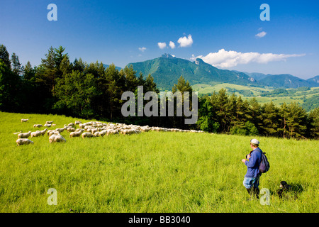 Allevamento di pecore con il pastore Mala Fatra Slovacchia Foto Stock