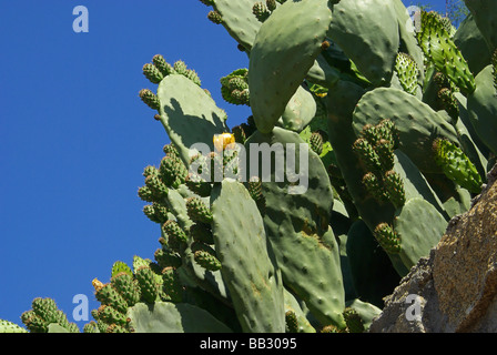 Opuntie opuntia 11 Foto Stock