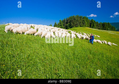Allevamento di pecore con il pastore Mala Fatra Slovacchia Foto Stock