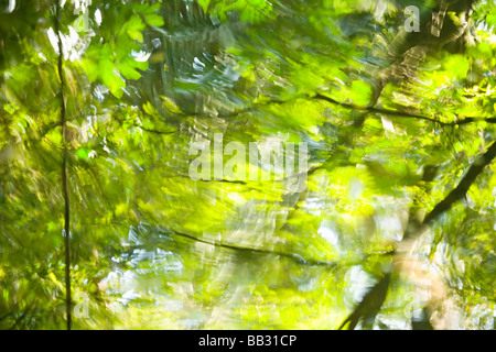 Il Parque Lage, situato tra Lagoa & Jardim Botanico, albero riflessioni nella movimentazione di acqua di stagno, Rio de Janeiro, Brasile (RF) Foto Stock