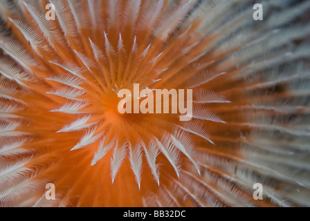 Oceano Indiano, Indonesia, Papua, Fakfak. Close-up di piuma-duster worm. Foto Stock