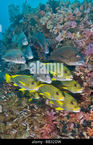 Oceano Indiano, Indonesia, Fakfak, Triton Bay. Scuola di striped sweetlips e altri pesci al Coral reef la stazione di pulizia. Foto Stock