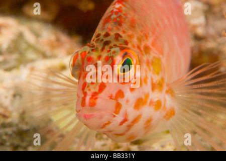 Pixie Hawkfish (Cirrhitichthys oxycephalus), Banda Mare, Indonesia (RF) Foto Stock