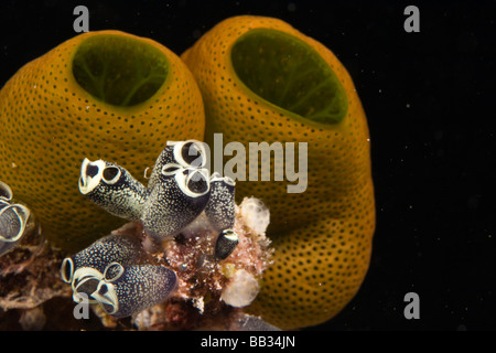 INDONESIA Sulawesi Sud Provincia, Wakatobi. Arcipelago riserva marina. Tunicati Foto Stock