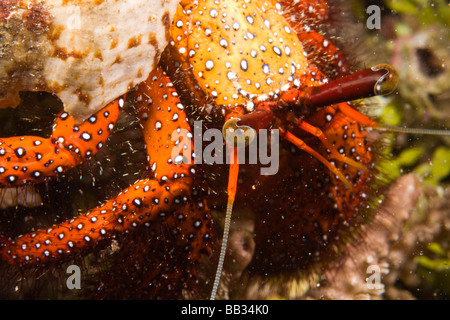 INDONESIA Sulawesi Sud Provincia, Wakatobi. Arcipelago riserva marina. Il Granchio eremita Foto Stock