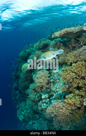 INDONESIA Sulawesi Sud Provincia, Wakatobi. Arcipelago riserva marina. Pufferfish. Foto Stock