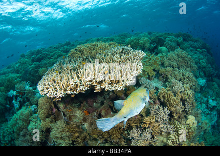 INDONESIA Sulawesi Sud Provincia, Wakatobi. Arcipelago riserva marina. Pufferfish. Foto Stock