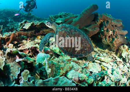 INDONESIA Sulawesi Sud Provincia, Wakatobi. Arcipelago riserva marina. Tartaruga Verde e subacquei. Foto Stock