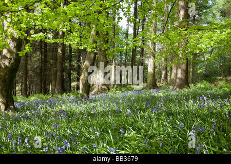 Bluebells nei boschi. Macclesfield Forest, Macclesfield, Cheshire, Regno Unito. Foto Stock