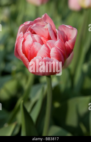 Tulipa 'Bonsoir' - Double Fine (div. 11) Foto Stock