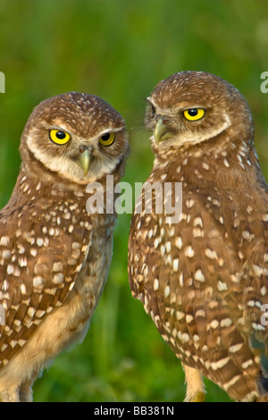 Scavando gufi sono un popolare sito su Marco Island, Florida dove scavare & nido in cunicoli sotterranei Foto Stock