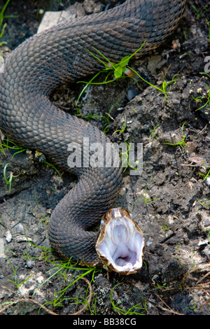 L'acqua mocassino è un infame rattlesnakes delle specie che si trovano negli Stati Uniti orientali. Il mocassino è anche conosciuta come la bocca di cotone. Foto Stock