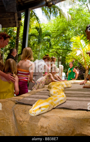 Un amelanistic pitone reticolato non è un albino, ma manca di pigmento scuro. Il più grande e più ampiamente variabile Foto Stock