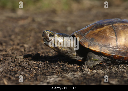 Fango con striping tartaruga (Kinosternon rhodohypoxis) Central Florida Foto Stock