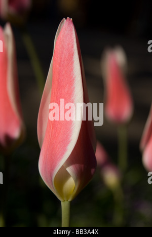 Tulipa 'Lady Jane' - specie (div.15) Foto Stock