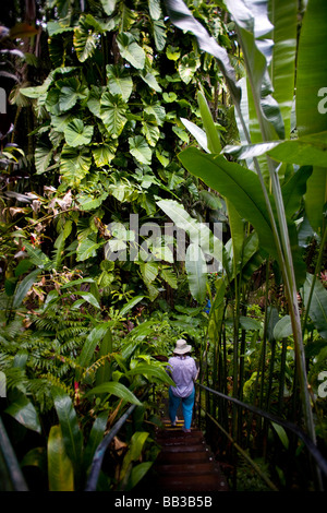 Stati Uniti d'America, Hawaii, Big Island, Hilo, Hawaii Tropicale Giardino Botanico (RF) (MR) Foto Stock