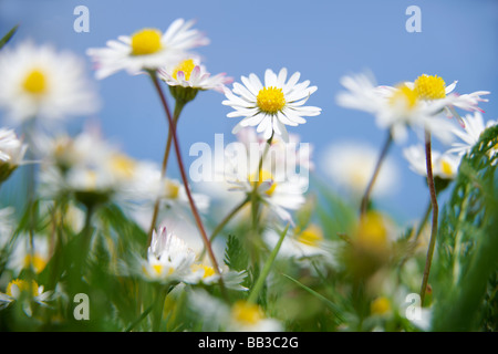 Pratoline crescendo in erba con cielo blu dietro Foto Stock