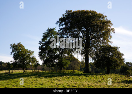 Vista di alberi in legno mulino a vento a Alderley Edge nel Cheshire Foto Stock