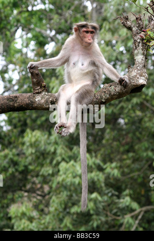 Cofano Macaque Macaca radiata seduto sul ramo di albero a Parco Nazionale del Periyar, Kerala, India Foto Stock