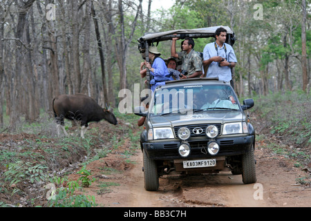 Indian Gaur Bos gaurus gaurus attraversando la foresta via dietro 4WD pieno di turisti la fauna a Nagarhole NP, India Foto Stock