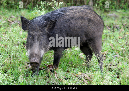 Indian Cinghiale Sus scrofa cristatus in piedi in erba a Indira Ghandi NP, Topslip, India Foto Stock