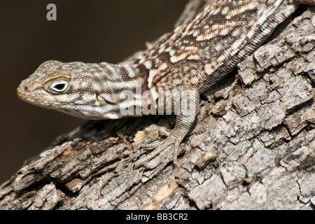 Madagascan spinoso-tailed Iguana Oplurus cuvieri aggrappandosi ad albero nella foresta spinosa, Ifaty, Madagascar Foto Stock