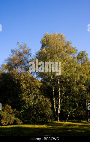 Vista di Betulla in legno mulino a vento a Alderley Edge nel Cheshire Foto Stock