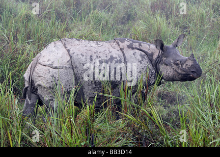 Great Indian One-corno di rinoceronte rinoceronte unicornis prese nel Parco Nazionale di Kaziranga, Stato di Assam, in India Foto Stock