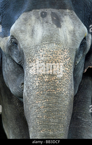 Vista frontale degli occhi e del tronco di elefante indiano Elephas maximus indicus presi in Nagarhole National Park, nello stato di Karnataka Foto Stock