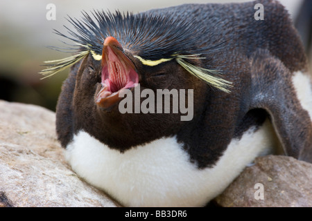 Atlantico del Sud, Isole Falkland, nuova isola. Pinguino saltaroccia sbadigli mentre giaceva sul suo nido. Foto Stock