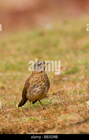 Atlantico del Sud, Isole Falkland, West Point Island. I capretti Falkland i tordi in campo. Foto Stock