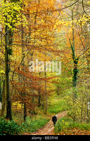 Percorso attraverso autunno boschi di faggio nel Gloucestershire England Regno Unito Foto Stock